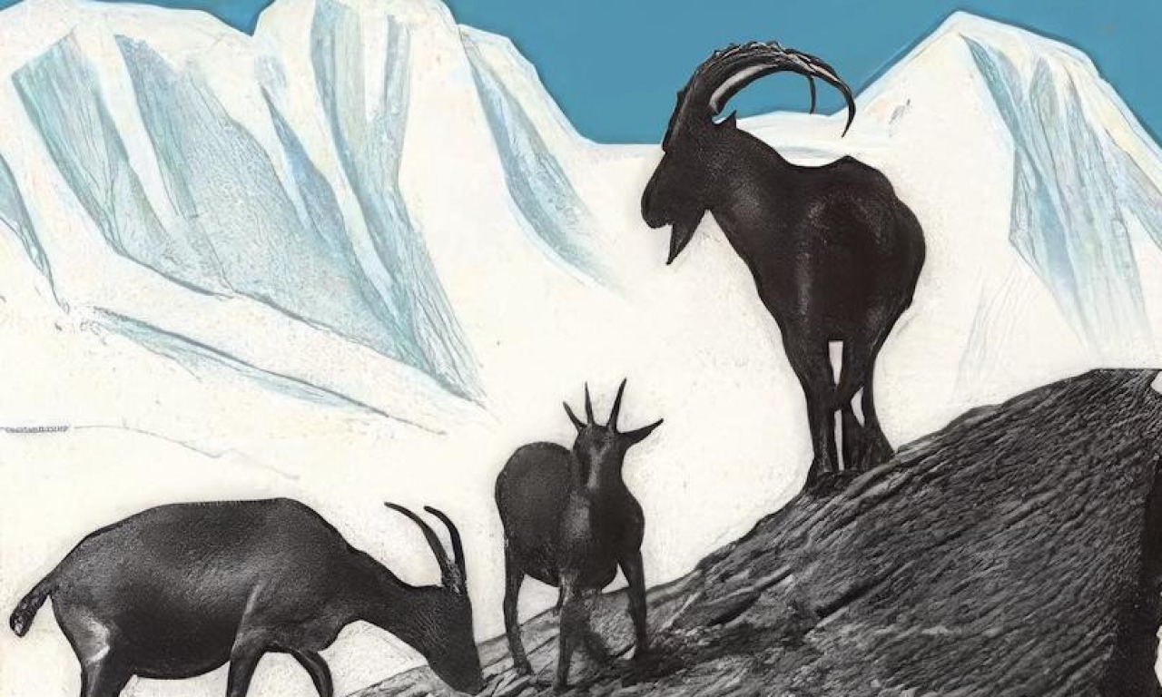 L'incredibile_storia_dello_stambecco_delle_Alpi_4134b5acf9_100.jpg