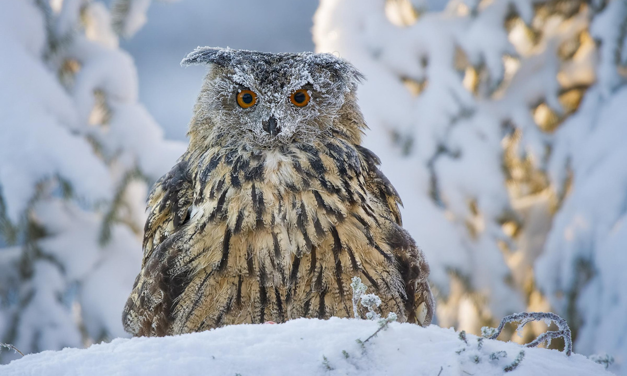 NORVEGIA_SKUA_NATURE_gufo_reale_finlandia_rovedo_P_675f2af28f_59.jpg